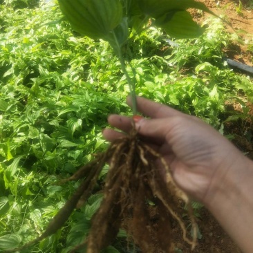 广西红花百部苗，5个薯起，基地直供，货源充足
