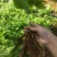 广西红花百部苗，5个薯起，基地直供，货源充足