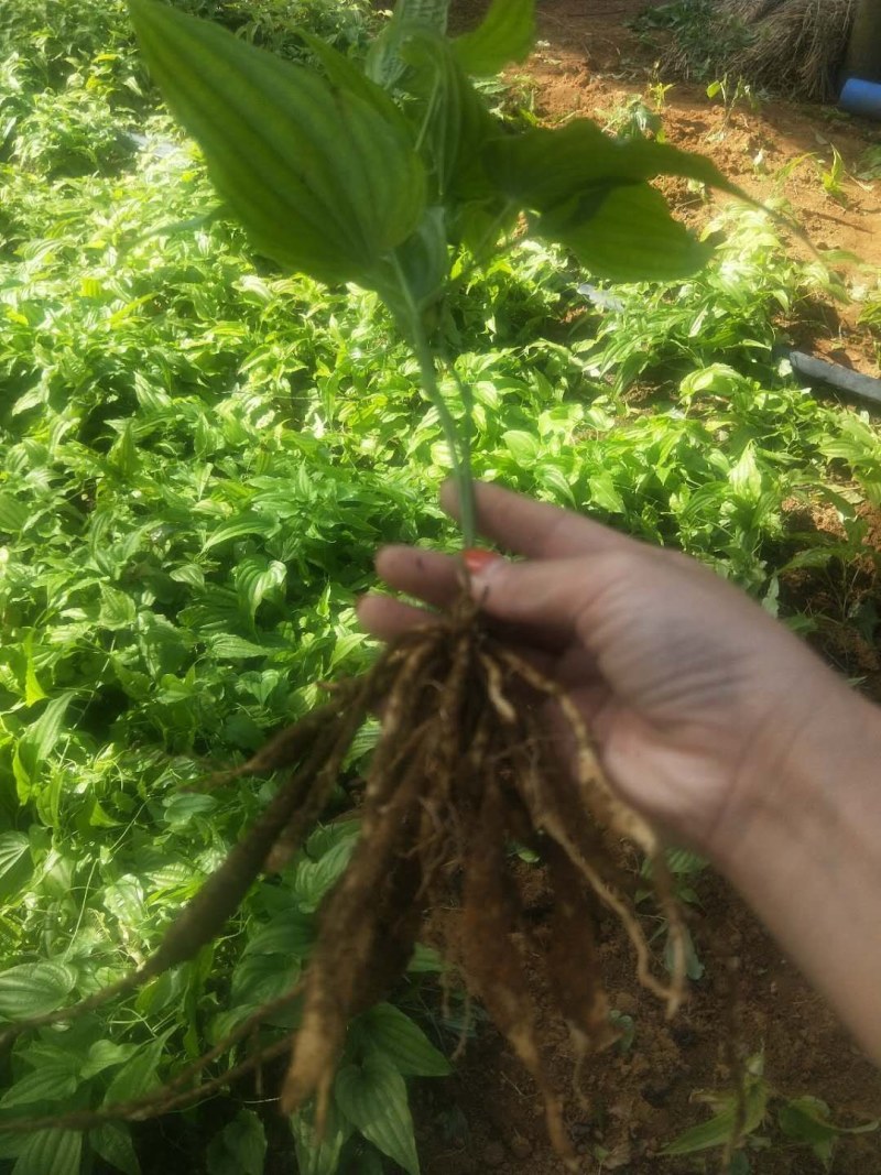 广西红花百部苗，5个薯起，基地直供，货源充足