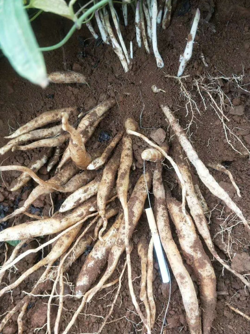 广西红花百部苗，5个薯起，基地直供，货源充足