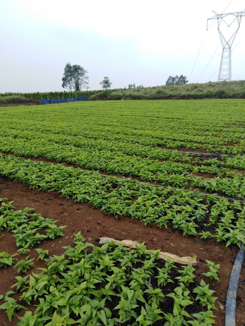 广西红花百部苗，5个薯起，基地直供，货源充足