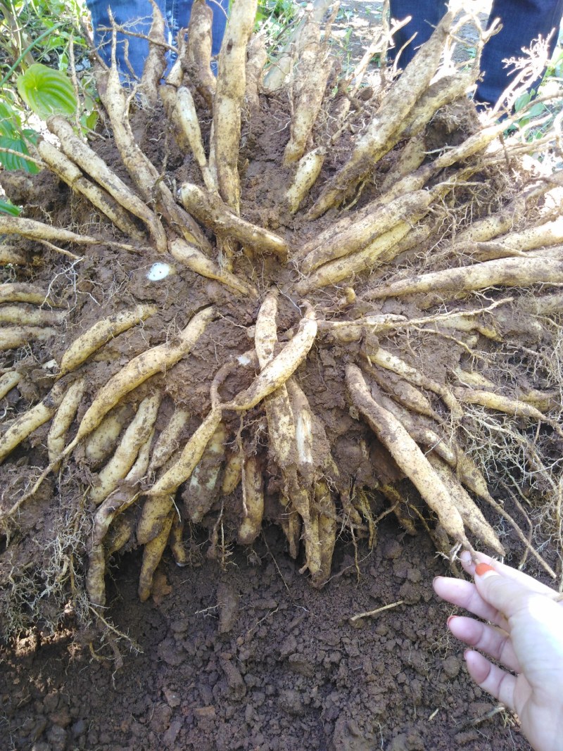 广西红花百部苗，5个薯起，基地直供，货源充足