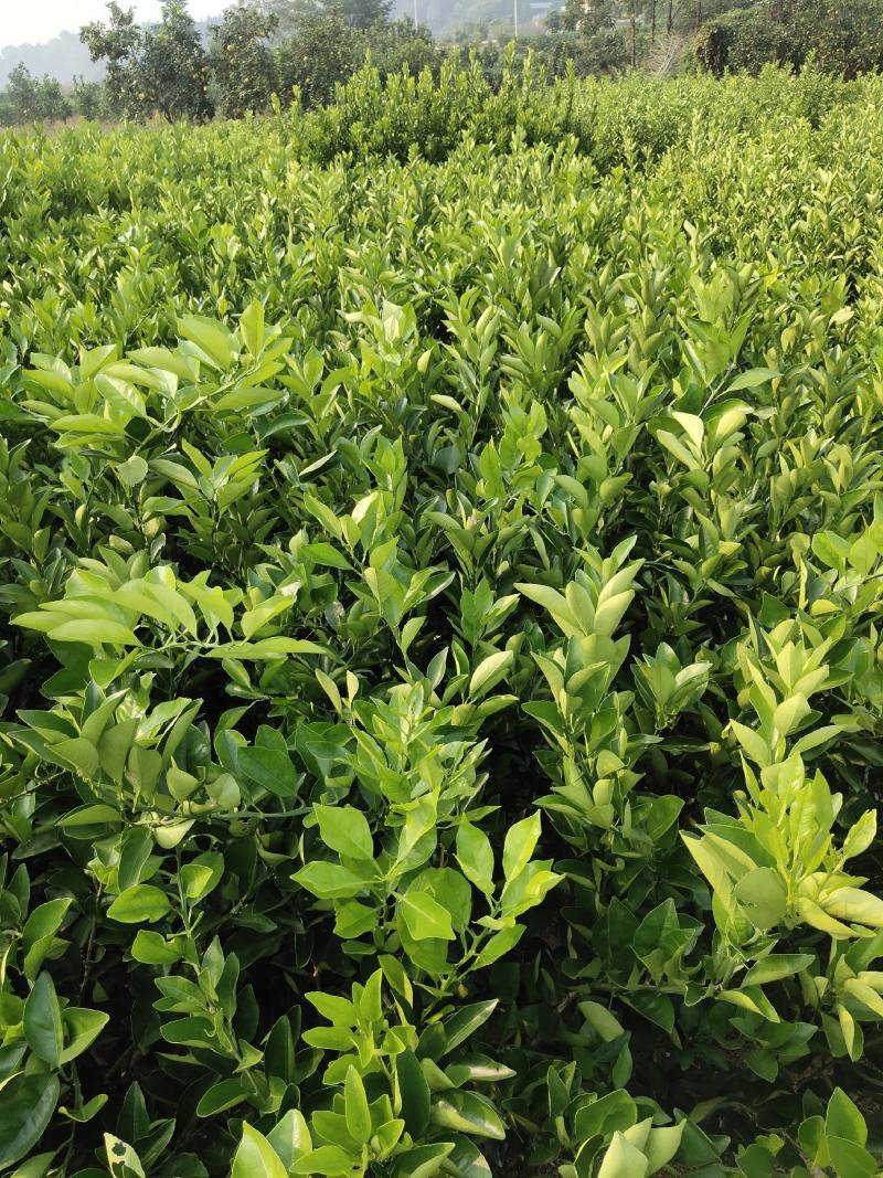 一年生优质冰糖柚柚子苗，纯正好苗，假一赔百！