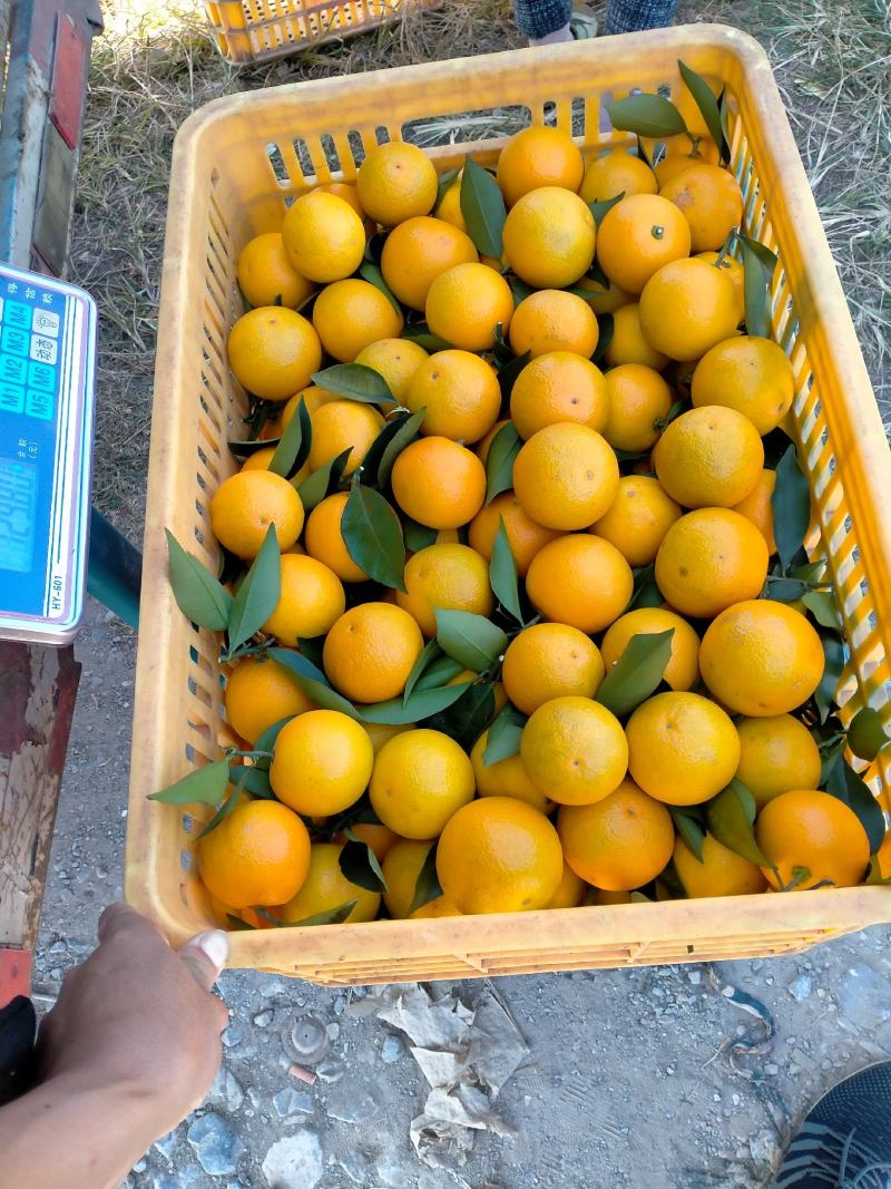 广西密香橙，青甜还有点香