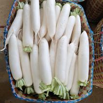 柳州白萝卜热卖中，个均，超白，条行直