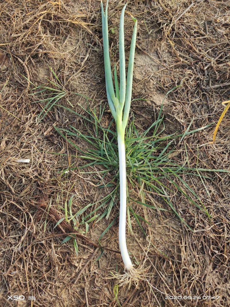 陕西大荔优质长白大葱