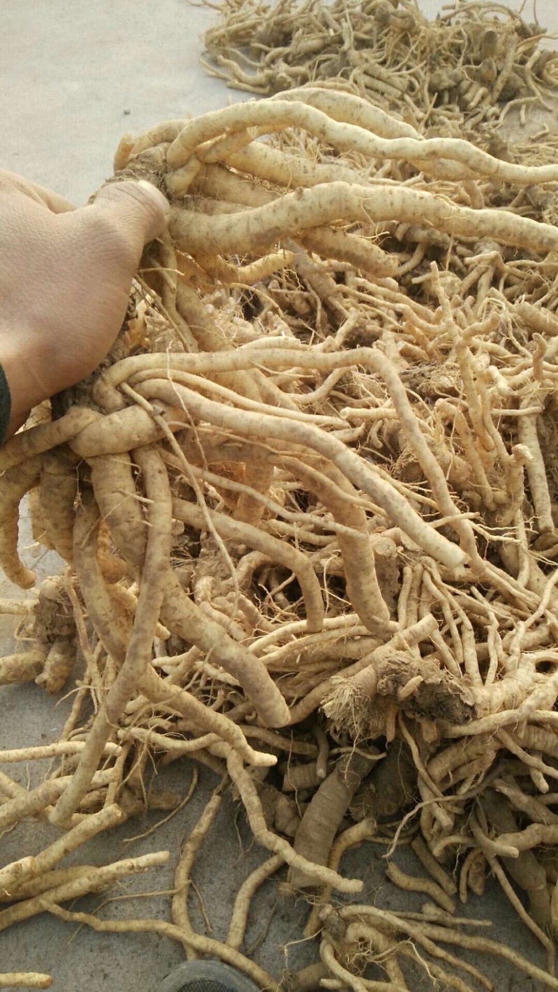 大量求购籽播防风，秧播防风