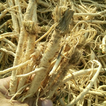 大量求购籽播防风，秧播防风