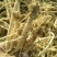 大量求购籽播防风，秧播防风