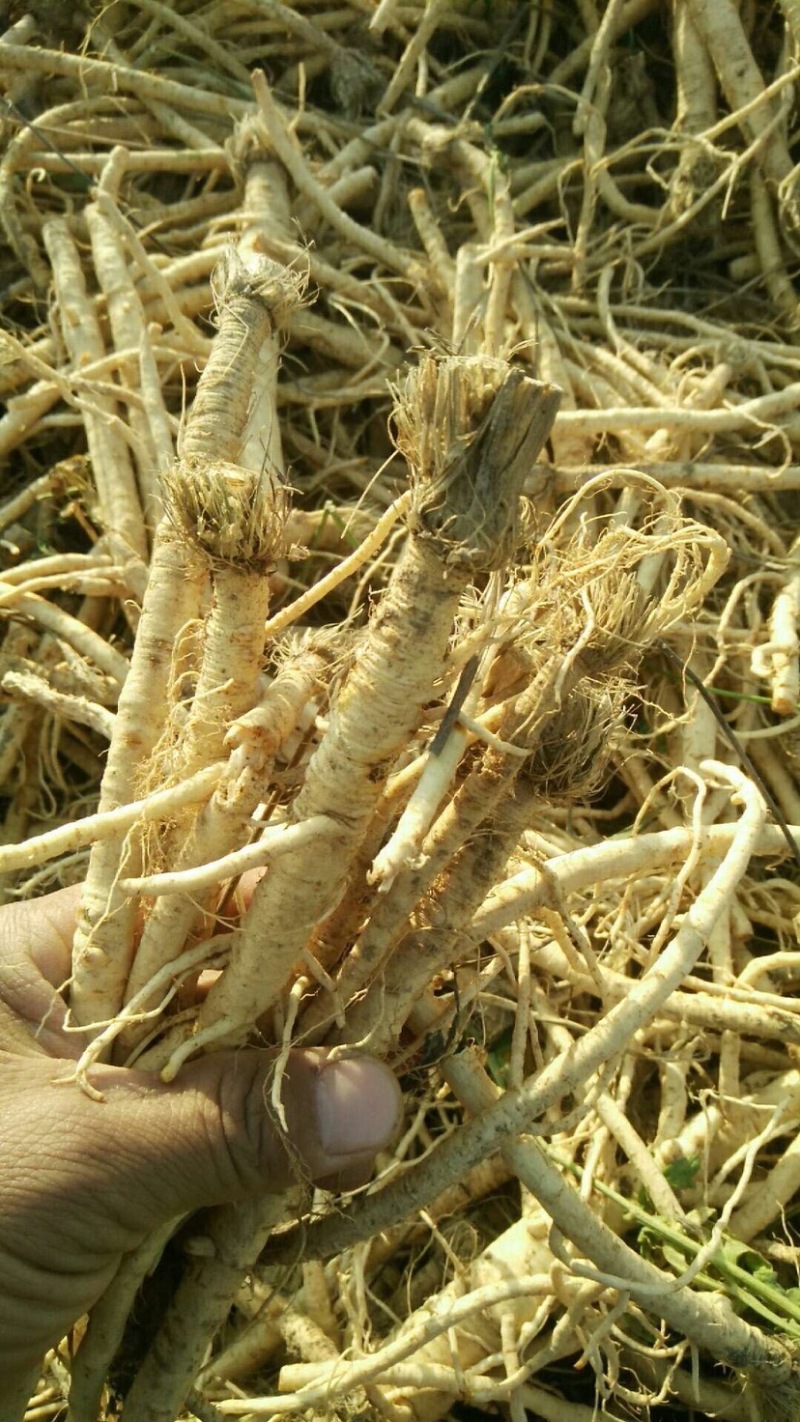 大量求购籽播防风，秧播防风