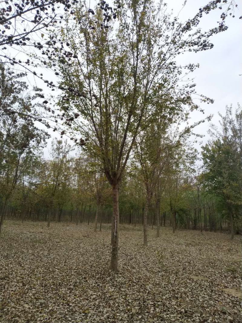 河南鄢陵精品三角枫绿化工程各种规格