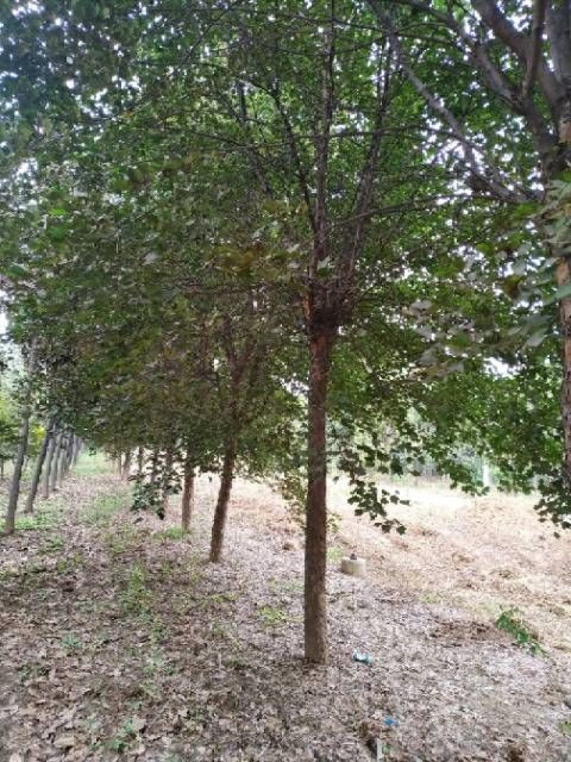 河南鄢陵精品三角枫绿化工程各种规格