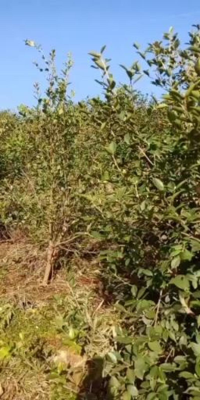 本地野生油茶籽，出油率高，，货真价实。一手货源