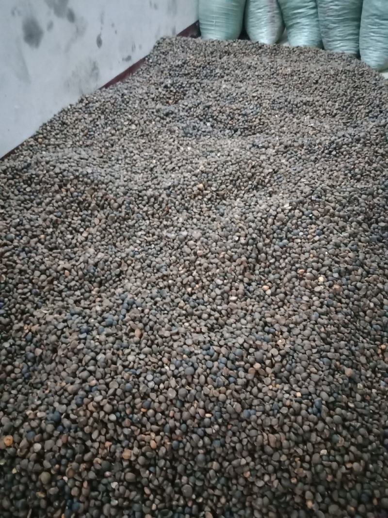 本地野生油茶籽，出油率高，，货真价实。一手货源