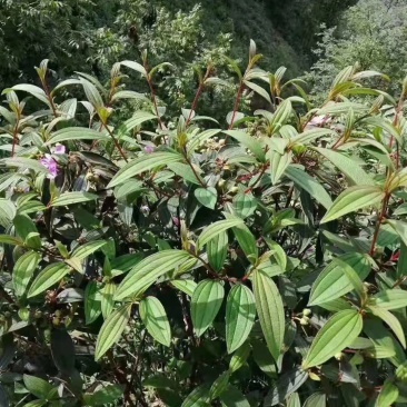 野牡丹，巴西牡丹，根部，中药材，