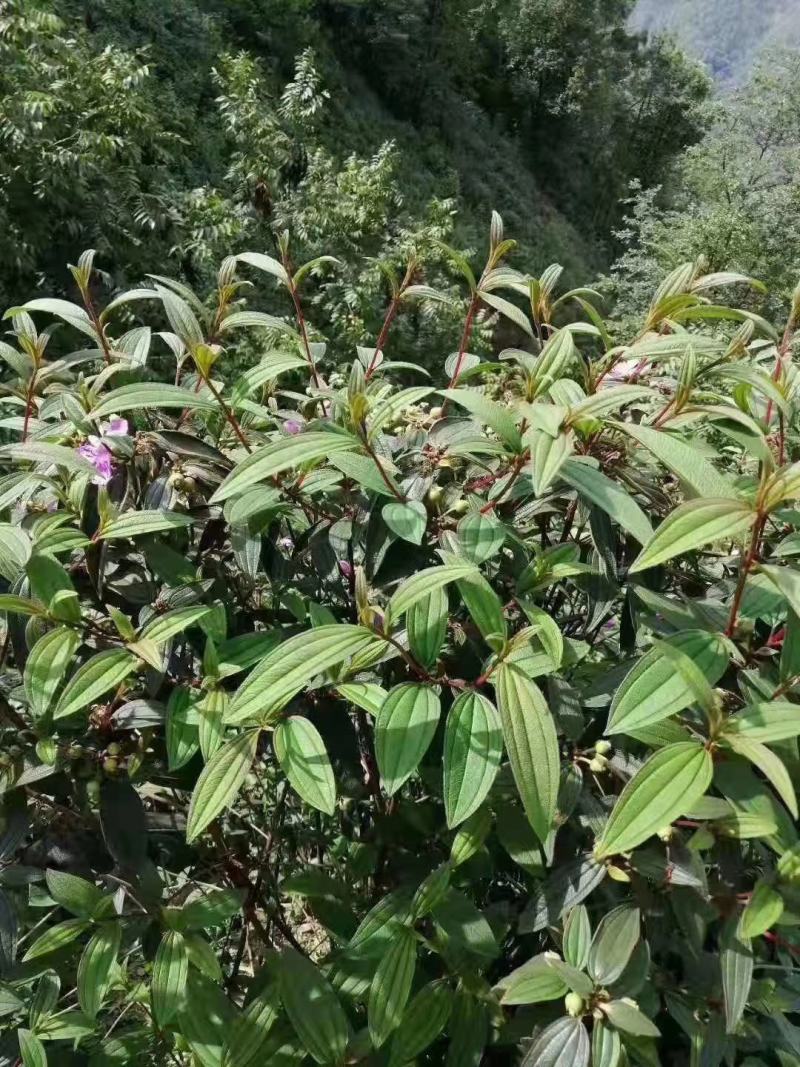 野牡丹，巴西牡丹，根部，中药材，