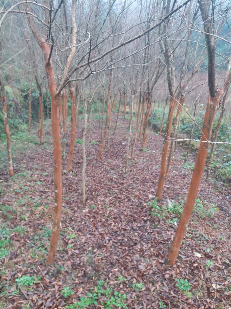 四川大红紫薇树，树子很好