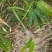 广东省英德市西牛麻竹苗。甛竹苗，竹苗，竹苗