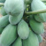 产地直销#奶香红肉木瓜#树上熟，专业代收一条龙服务