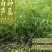湖北省万亩新鲜泥蒿芦蒿开始提前预订