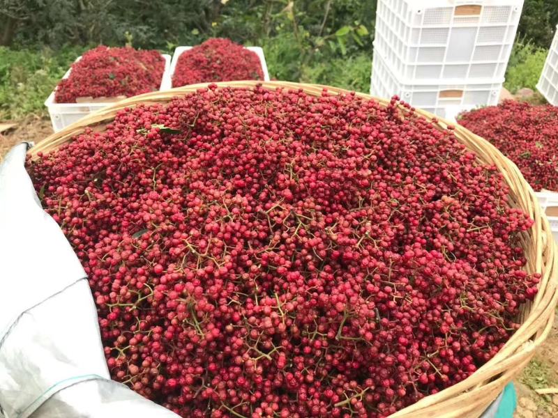 优质红花椒苗（汉源贡椒苗），九叶青花椒苗，提供技术指导。