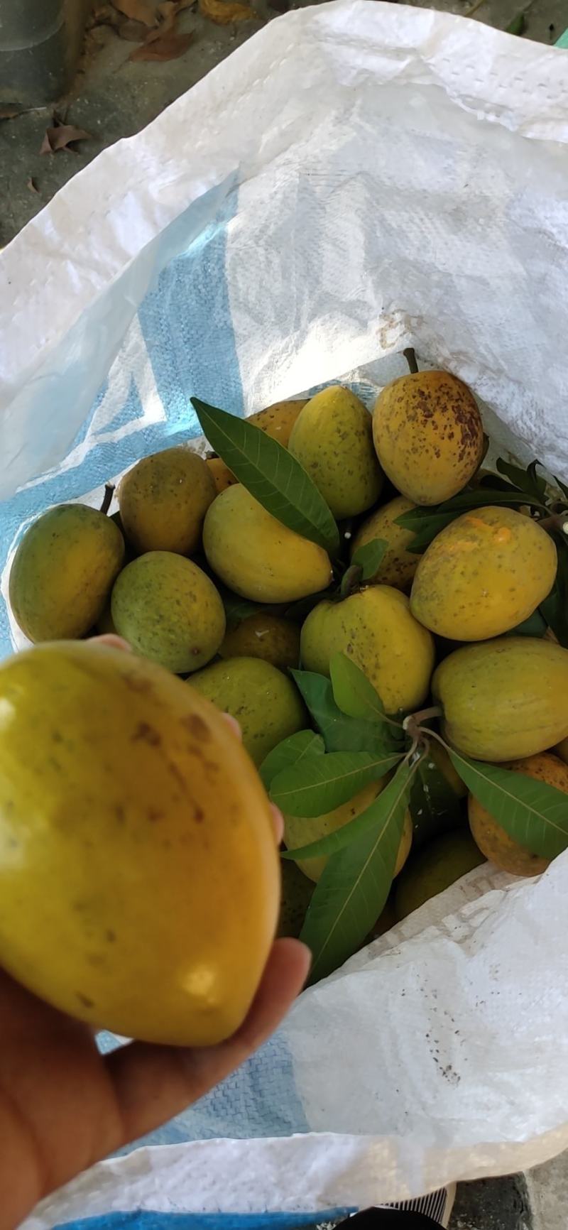 云南鸡蛋果蛋黄果种植基地，现货供应，一件代发