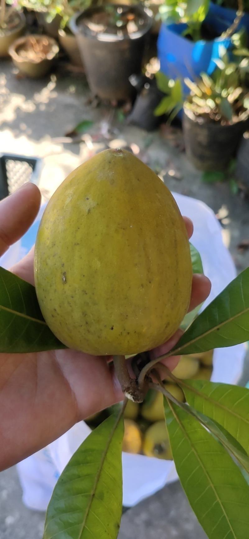 云南鸡蛋果蛋黄果种植基地，现货供应，一件代发