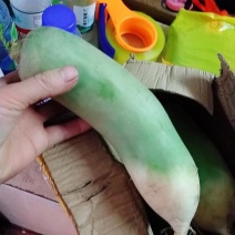 白萝卜，现挖现卖，保鲜发货，包邮到家！按时发货！