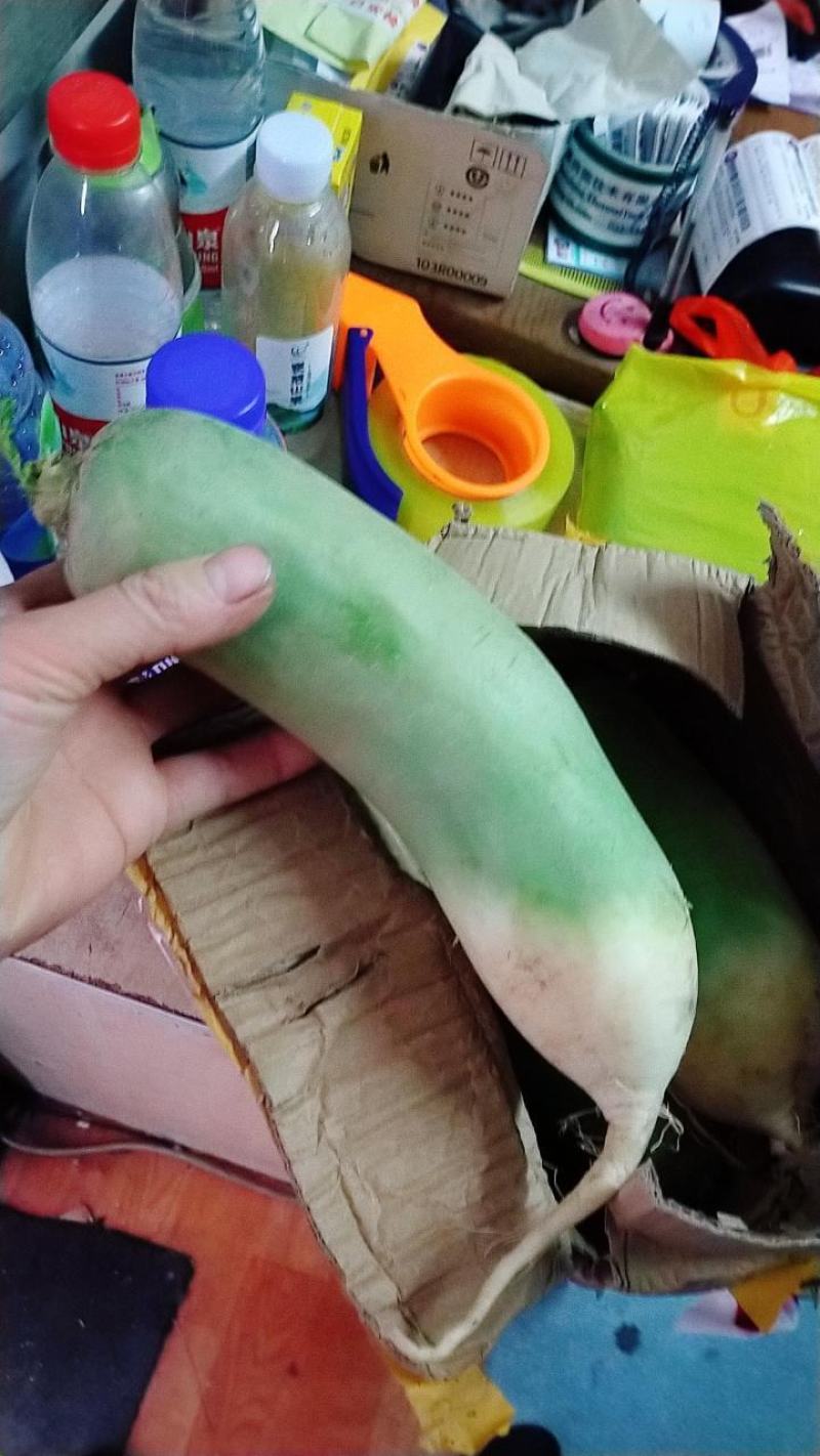 白萝卜，现挖现卖，保鲜发货，包邮到家！按时发货！