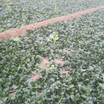 菠菜正在走货中有要的老板联系我，