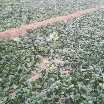 菠菜正在走货中有要的老板联系我，