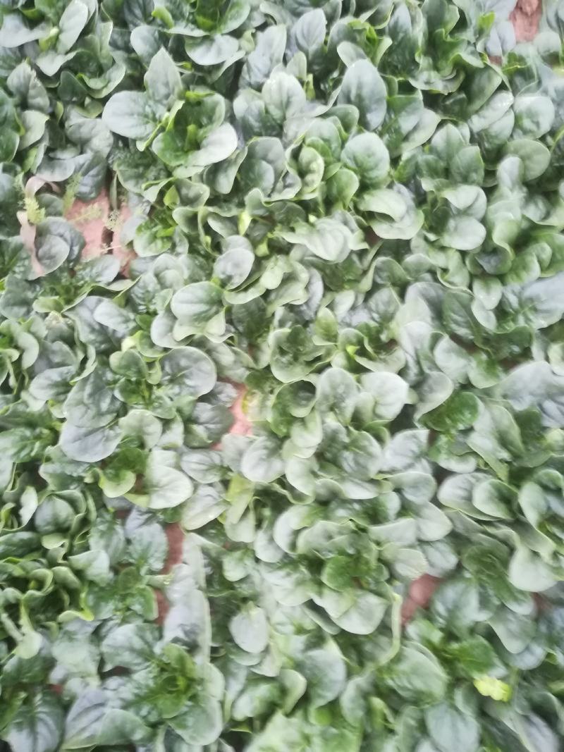 菠菜正在走货中有要的老板联系我，