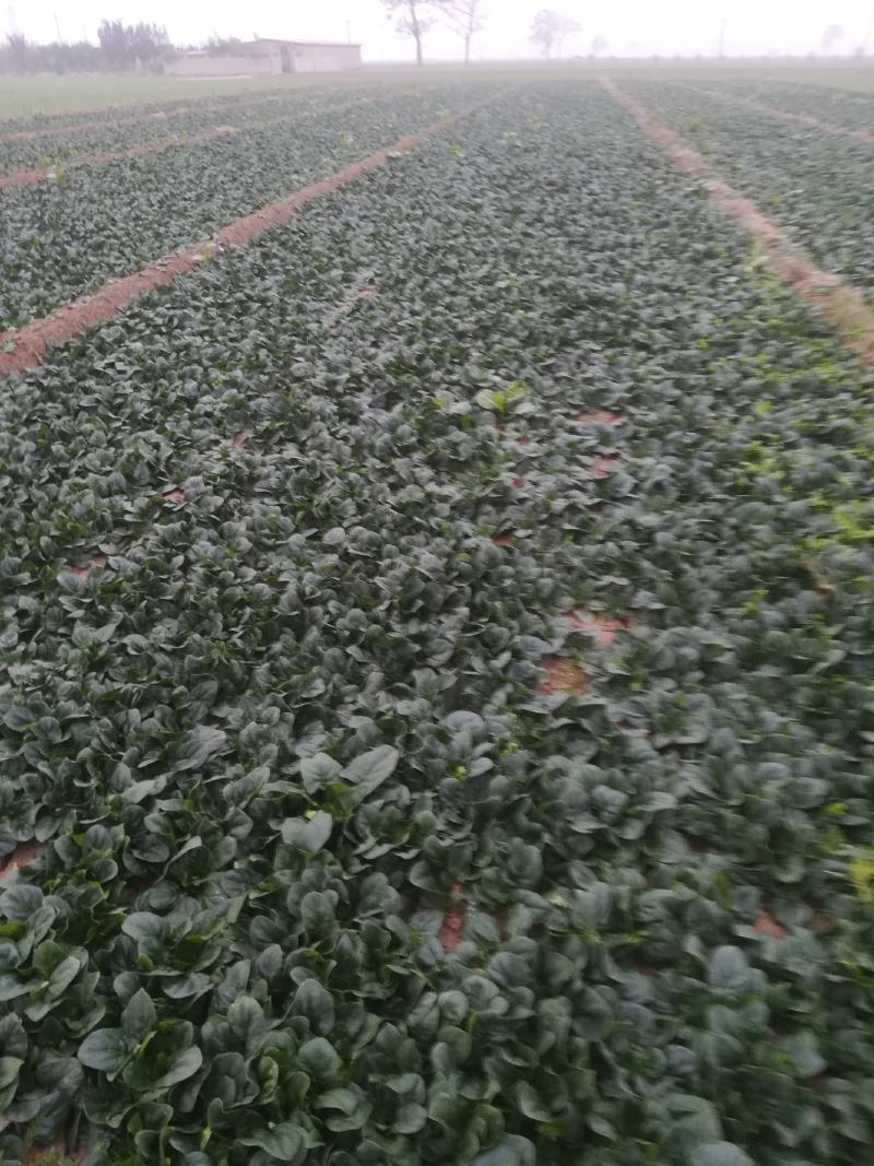 菠菜正在走货中有要的老板联系我，