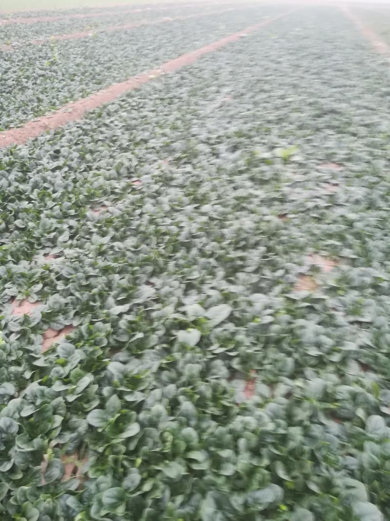 菠菜正在走货中有要的老板联系我，