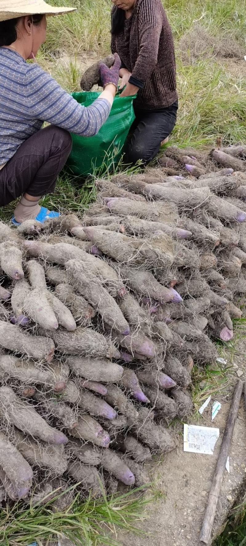 紫山药2~3厘米一级