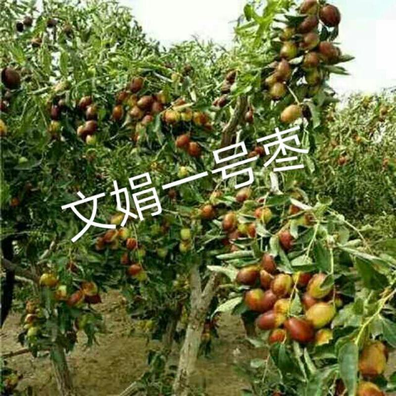 文娟一号，大果型一号枣，需要枣树苗的朋友抓紧时间