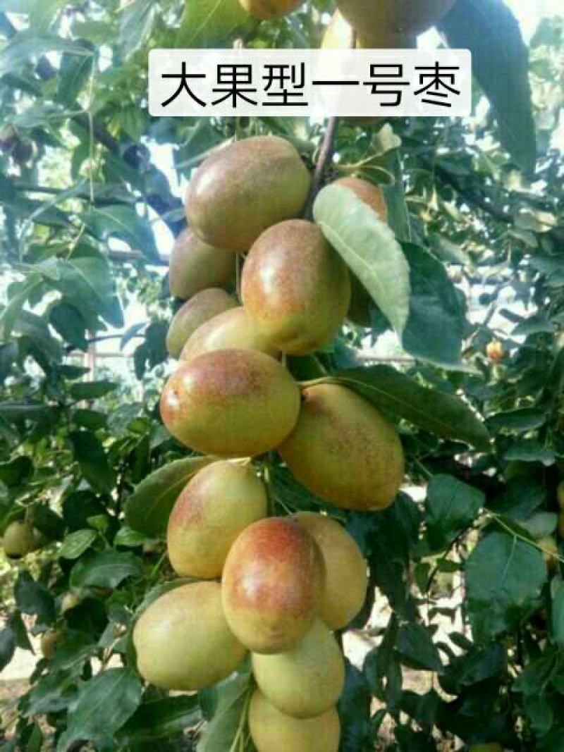 文娟一号，大果型一号枣，需要枣树苗的朋友抓紧时间