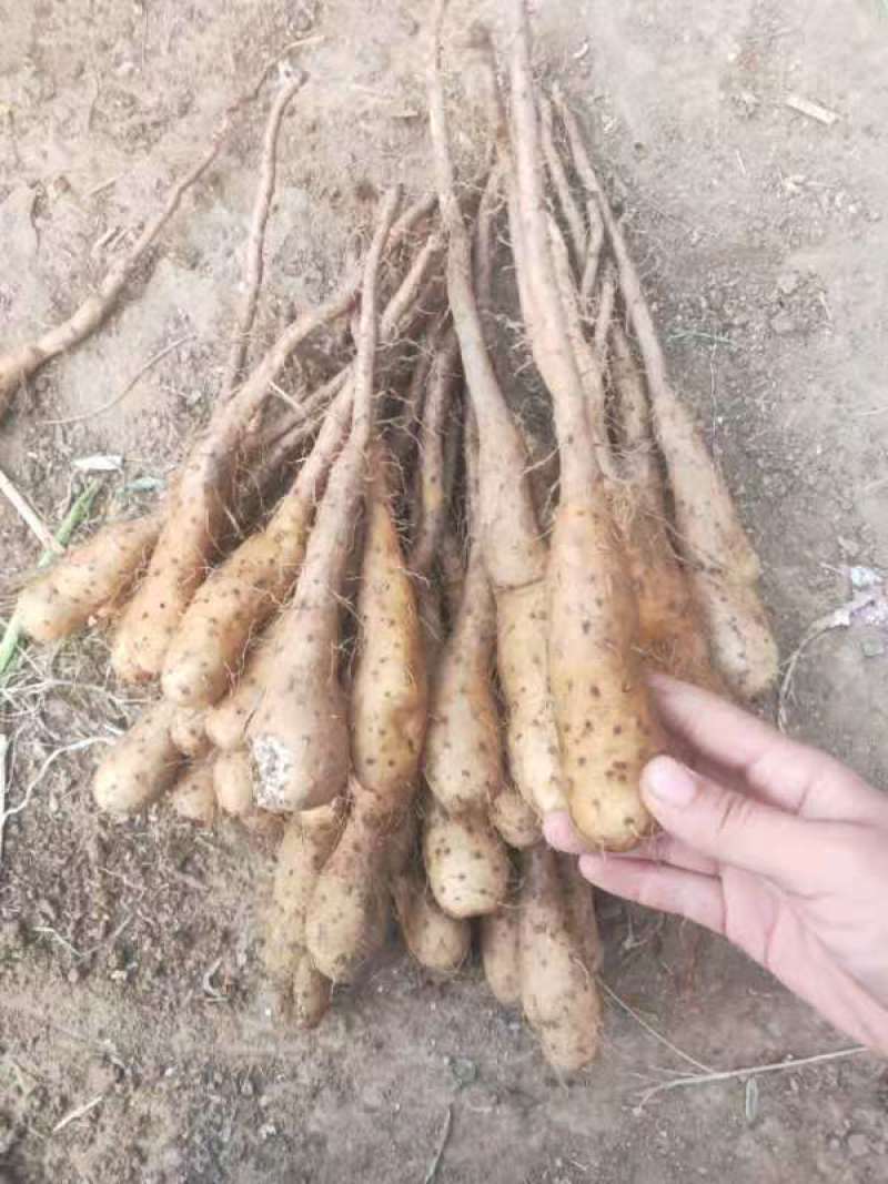山药苗便宜卖了，不记成本
