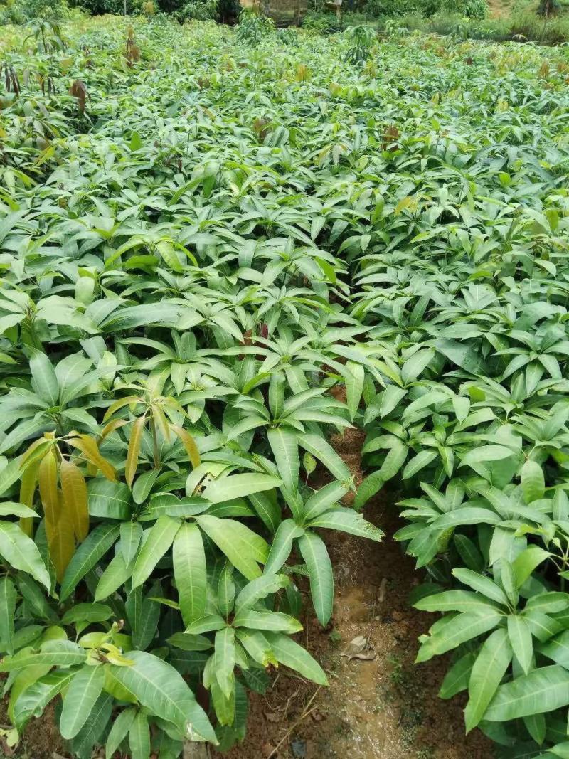 金煌芒果树苗嫁接芒果苗南方种植果树苗