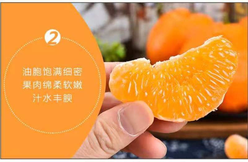 四川资阳耙耙柑大量上市