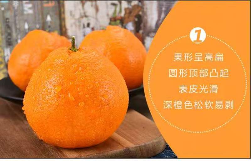 四川资阳耙耙柑大量上市
