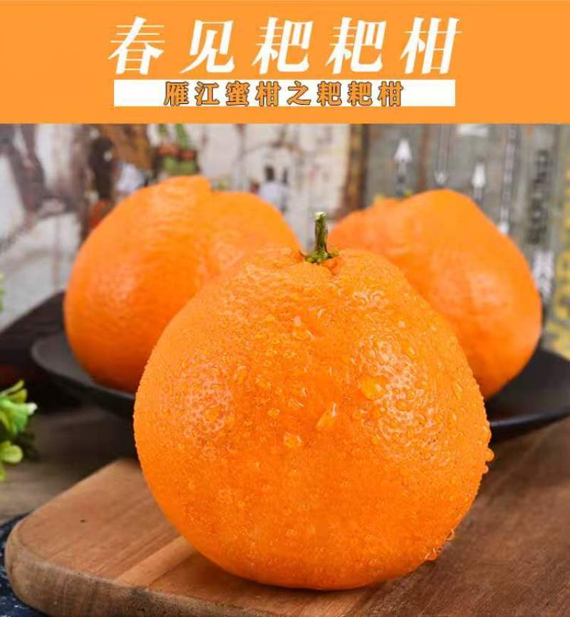 四川资阳耙耙柑大量上市