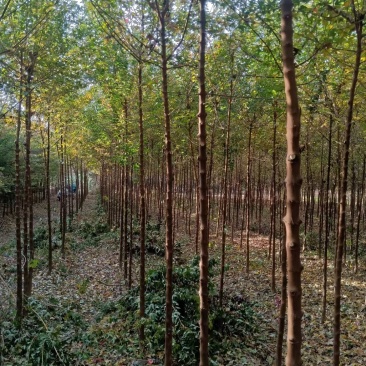 河南鄢陵精品三角枫，树形优美，苗嫩