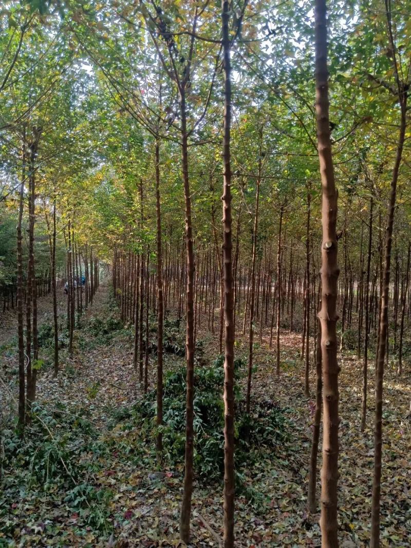 河南鄢陵精品三角枫，树形优美，苗嫩