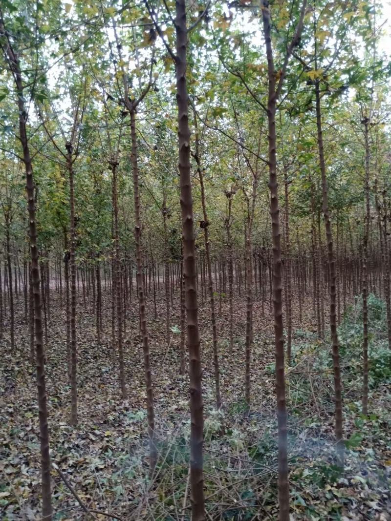 河南鄢陵精品三角枫，树形优美，苗嫩