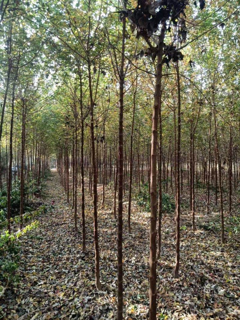 河南鄢陵精品三角枫，树形优美，苗嫩