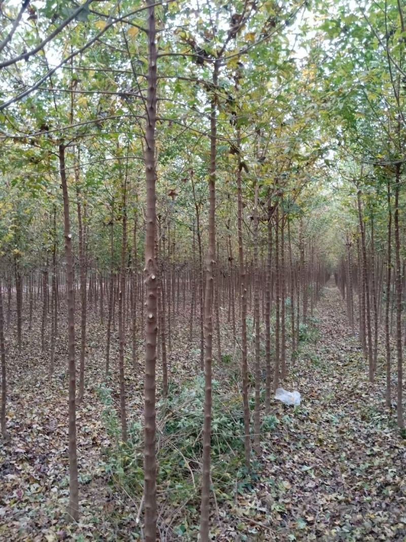 河南鄢陵精品三角枫，树形优美，苗嫩