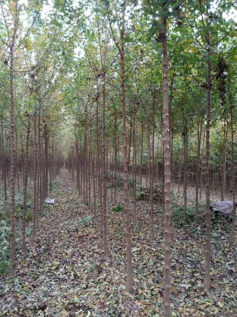 河南鄢陵精品三角枫，树形优美，苗嫩
