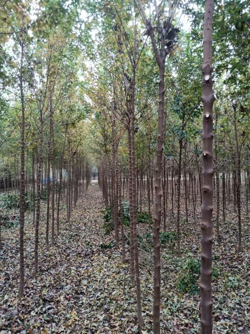 河南鄢陵精品三角枫，树形优美，苗嫩