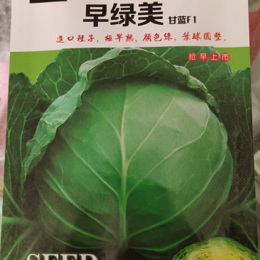 进口甘蓝种子，圆包菜种子，可大面积种植！基地专用